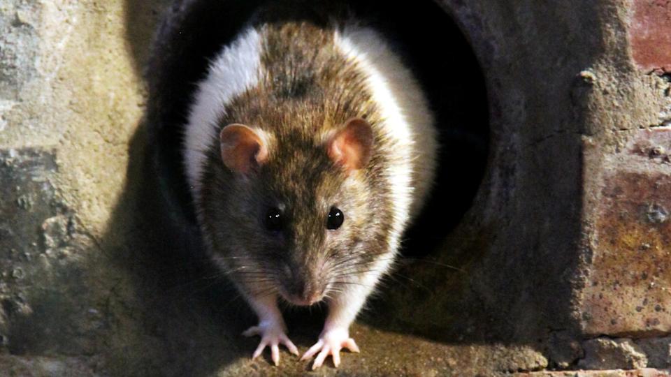 HVAC rodents
