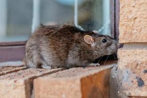 rodent pest control