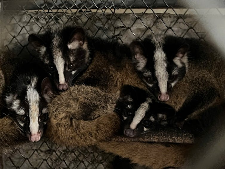 Civet farm in Vietnam.
