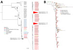 Phylogenetic and mutational characterization of Uganda monkeypox virus (MPXV) strains in study of cocirculation of human MPXV clade 1b with varicella-zoster virus, Uganda. A) Maximum-likelihood phylogenetic tree of MPXV sequences generated with 1,000 bootstrap resampling. Tree includes 115 new sequences from Uganda (highlighted with a gray rectangular background) and 37 clade 1B reference sequences retrieved from   GenBank and GISAID (https://www.gisaid.org) (accession numbers provided). Highly similar sequences have been collapsed (denoted by triangle). Scale bar indicates number of nucleotide substitutions per site. B) New (n = 115; red squares) and previously reported (n = 22; blue squares) Uganda sequences were aligned, and Squirrel software was used to infer the maximum-likelihood phylogeny and map APOBEC (brown circle) and non-APOBEC (yellow circle) mutation events. The number of unique mutations from this study and shared mutations distinct from the DQ011155.1 clade I archetype are listed.