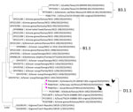 Phylogenetic tree of hemagglutinin gene sequences from highly pathogenic avian influenza A(H5N1) virus in cat and rats during outbreak in backyard poultry, United States, 2025. The cat, rat, and chicken from this study (pink squares) are closely related to other avian strains, as well as an isolate from a bobcat (GenBank accession no. PV267488). GenBank accession numbers are provided. Scale bar indicates nucleotide substitutions per site. 