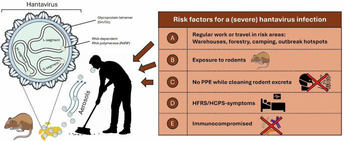 Fig. 1: Risk factors of hantavirus spillover infections to humans.