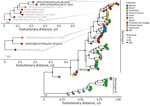 Maximum-likelihood phylogenetic tree of Mayaro virus sequences from Peru compared with global Mayaro virus sequences. All sequences were mapped onto the phylogeny by sampling country and genotype using the ggtreeExtra R package (The R Project for Statistical Computing, https://www.r-project.org). Bootstrap values >80% are shown; scale bars represent nucleotide substitutions per site. Mayaro virus sequences indicate the strains circulating in Peru obtained in this study belong to genotype D and are organized into 2 independent monophyletic clades (left subtrees). NA, not available; s/s, substitution per site.
