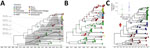 Phylodynamic analysis of emergence, lineage fitness, and explicit landscape dynamics of Mayaro virus lineages. A) Time-scaled maximum clade credibility tree displaying temporal emergence of Mayaro virus strains with tMRCA and 95% HPD intervals for the root and the internal clades of interest. 95% HPD intervals bars for all nodes are shown in Appendix Figure 2. A Bayesian Skyride plot of effective population size over time overlaid to illustrate fluctuations in genetic diversity. Red indicates the tMRCAs of the sequences reported in this study. B) Discrete phylogeographic analysis mapping of Mayaro virus spread across Latin America and the Caribbean; node colors indicate inferred country of origin. Red arrows indicate putative origin for the cluster of the strains reported in this study. C) Time-stamped phylogeny with lineages identified on the basis of index dynamics (inset shows estimation of the relative fitness of each lineage). HPD, highest posterior density; L2, lineage 2; L3, lineage 3; tMRCA, time to most recent common ancestor.