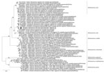 Maximum-likelihood phylogenetic tree of Pteropine orthoreovirus genomic S2 segment found in Rousettus amplexicaudatus fruit bats, Indonesia. Black circles indicate orthoreovirus isolates PRV/SJD-K30/ID/2021 and PRV/SJD-K50/ID/2021 identified in this study. Phylogenetic tree was generated as described in Figure 4. Scale bar indicates nucleotide substitutions per site. S, small.
