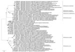 Maximum-likelihood phylogenetic tree of Pteropine orthoreovirus genomic S3 segment found in Rousettus amplexicaudatus fruit bats, Indonesia. Black circles indicate orthoreovirus isolates PRV/SJD-K30/ID/2021 and PRV/SJD-K50/ID/2021 identified in this study. Phylogenetic tree was generated as described in Figure 4. Scale bar indicates nucleotide substitutions per site. S, small.