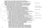 Maximum-likelihood phylogenetic tree of Pteropine orthoreovirus genomic S4 segment found in Rousettus amplexicaudatus fruit bats, Indonesia. Black circles indicate orthoreovirus isolates PRV/SJD-K30/ID/2021 and PRV/SJD-K50/ID/2021 identified in this study. Phylogenetic tree was generated as described in Figure 4. Scale bar indicates nucleotide substitutions per site. S, small.