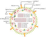 Schematic representation of the complete orthoreovirus virion and 9 genomic segments sequenced in study of zoonotic Pteropine orthoreovirus in R. amplexicaudatus fruit bats, Indonesia. Both PRV/SJD-K30/ID/2021 and PRV/SJD-K50/ID/2021 isolates from this study had identical segment lengths. Detectable genomic segments comprised 3 L, 3 M, and 3 S segments. Lambda, Mu, and Sigma represent inner and outer capsid proteins. Image was generated by using Canva (https://www.canva.com). L, large; M, medium; S, small.