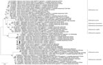 Maximum-likelihood phylogenetic tree of Pteropine orthoreovirus genomic L1 segment found in Rousettus amplexicaudatus fruit bats, Indonesia. Black circles indicate orthoreovirus isolates PRV/SJD-K30/ID/2021 and PRV/SJD-K50/ID/2021 identified in this study. Phylogenetic tree was generated by using the Tamura–Nei model with 1,000 bootstrap replicates in MEGA version 12 (http://www.megasoftware.net). Bootstrap values are indicated at nodes. Reference sequences are labeled with isolate names and GenBank accession numbers. Scale bar indicates nucleotide substitutions per site. L, large.