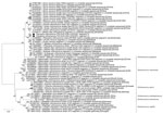 Maximum-likelihood phylogenetic tree of Pteropine orthoreovirus genomic L2 segment found in Rousettus amplexicaudatus fruit bats, Indonesia. Black circles indicate orthoreovirus isolates PRV/SJD-K30/ID/2021 and PRV/SJD-K50/ID/2021 identified in this study. Phylogenetic tree was generated as described in Figure 4. Scale bar indicates nucleotide substitutions per site. L, large.