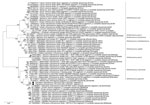 Maximum-likelihood phylogenetic tree of Pteropine orthoreovirus genomic L3 segment found in Rousettus amplexicaudatus fruit bats, Indonesia. Black circles indicate orthoreovirus isolates PRV/SJD-K30/ID/2021 and PRV/SJD-K50/ID/2021 identified in this study. Phylogenetic tree was generated as described in Figure 4. Scale bar indicates nucleotide substitutions per site. L, large.