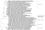 Maximum-likelihood phylogenetic tree of Pteropine orthoreovirus genomic M1 segment found in Rousettus amplexicaudatus fruit bats, Indonesia. Black circles indicate orthoreovirus isolates PRV/SJD-K30/ID/2021 and PRV/SJD-K50/ID/2021 identified in this study. Phylogenetic tree was generated as described in Figure 4. Scale bar indicates nucleotide substitutions per site. M, medium.