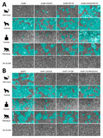 Cell fusion assay in study of natural occurrence of primate SLAM-adapted canine distemper virus, Brazil, 2018. Vero cells constitutively expressing marmoset (GenBank accession no. XM_002760176), canine (accession no. AF325357), human (accession no. NM_003037.4), or macaque (accession no. XM_001117605.3) SLAM, as well as parental Vero cells, were transfected with pCAGGS plasmids (RIKEN BioResource Research Center, https://dnaconda.riken.jp) expressing both canine distemper virus fusion and hemagglutinin (HA) proteins. HA genes were derived from the Ac96I strain (accession no. AB753775) (A) or NHP1 strain (accession no. PP847352.1) (B). Fusion gene was derived from the Ac96I virus strain. Mutations were introduced at positions 519 and 530 of the HA genes, and amino acid substitutions are indicated. Syncytial areas showing cell–cell fusion are highlighted in green. Images represent 3 independent experiments. Original magnification ×100.