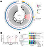 Phylogenetic analysis of marmoset CDV HA protein in study of natural occurrence of primate SLAM-adapted CDV, Brazil, 2018. A) Phylogenetic tree of CDV HA proteins. Alignment was performed by using MAFFT (https://mafft.cbrc.jp). The tree was constructed by using the neighbor-joining method according to the Jones-Taylor-Thornton amino acid substitution model. All positions with <99% site coverage were eliminated, resulting in a total of 601 positions in the final dataset. Red indicates clade containing marmoset CDVs. B) Bar plot showing cosine distances between CDV H protein sequences from marmoset and other CDV host species. Analysis included only the sequences within the marmoset CDV-containing clade highlighted in panel A. C) Amino acid alignment at positions with large cosine distances identified in panel B. Phylogenetic tree is identical to that in panel A but shows only the clade containing marmoset CDVs. Sequence sources (Genbank accession nos. or country source) are indicated in parentheses. CDV NHP1 strain belongs to the Europe 1/South America 1 lineage. Scale bars indicate nucleotide substitutions per site. CDV, canine distemper virus; HA, hemagglutinin; NA, not applicable.