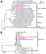 Phylogenetic analyses of Orientia tsutsugamushi detected and isolated from bat-associated Whartonia prima chiggers, Yonaguni Island, Japan. A) Maximum-likelihood tree on the basis of full-length 56-kDa type-specific antigen gene sequences from 2 O. tsutsugamushi isolates, Donan 18-3R and Donan 17-2L, and selected PCR-positive chigger specimens. B) Maximum-likelihood tree on the basis of concatenated sequences of 11 housekeeping genes from 2 O. tsutsugamushi isolates, Donan 18-3R and Donan 17-2L, and selected PCR-positive chigger specimens. Bootstrap values were calculated from 1,000 replicates. Blue indicates isolates obtained in this study and red indicates sequences obtained directly from selected PCR-positive W. prima chiggers. Scale bars indicate the number of nucleotide substitutions per site. JG, Japanese Gilliam; JP, Japanese Karp; Wp, prefix used for DNA sample identifiers from Whartonia prima chiggers.