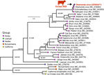Phylogenetic analysis of the large segment of the novel Shamonda virus clade detected in Germany, 2026. Phylogenetic tree inferred from the amino acid sequence of the RNA-dependent RNA polymerase encoded by the large segment of the novel Shamonda virus clade and 29 reference sequences (GenBank accession numbers indicated in parentheses). Sequences aligned by using MUSCLE 5.1 (https://www.drive5.com/muscle5), and maximum-likelihood phylogenetic analysis was performed with IQ-TREE 3.1.1 (https://iqtree.github.io) by using the best-fit amino acid substitution model selected by the software. Branch support assessed with 10,000 ultrafast bootstrap replicates and 10,000 Shimodaira–Hasegawa-like approximate likelihood ratio test replicates. Support values for major branches shown in italics as ultrafast bootstrap or Shimodaira–Hasegawa-like approximate likelihood ratio test percentages. Serogroups indicated by color. Sequences belonging to the California and Bunyamwera serogroups used as outgroups to root the tree. Scale bar represents 0.2 substitutions per site.