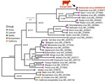 Phylogenetic analysis of the small segment of the novel Shamonda virus clade detected in Germany, 2026. Phylogenetic tree inferred from the amino acid sequence of the nucleocapsid protein encoded by the small segment of the novel Shamonda virus clade and 29 reference sequences (GenBank accession numbers indicated in parentheses). Sequences aligned by using MUSCLE 5.1 (https://www.drive5.com/muscle5), and maximum-likelihood phylogenetic analysis was performed with IQ-TREE 3.1.1 (https://iqtree.github.io) by using the best-fit amino acid substitution model selected by the software. Branch support assessed with 10,000 ultrafast bootstrap replicates and 10,000 SH-like approximate likelihood ratio test replicates. Support values for major branches shown in italics as ultrafast bootstrap or SH-like approximate likelihood ratio test percentages. Serogroups indicated by color. Sequences belonging to the California and Bunyamwera serogroups used as outgroups to root the tree. Scale bar represents 0.2 substitutions per site.