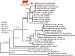 Phylogenetic analysis of the medium segment of the novel Shamonda virus clade detected in Germany, 2026. Phylogenetic tree inferred from the amino acid sequence of the glycoprotein precursor encoded by the medium segment of the novel Shamonda virus clade and 29 reference sequences (GenBank accession numbers indicated in parentheses). Sequences aligned by using MUSCLE 5.1 (https://www.drive5.com/muscle5), and maximum-likelihood phylogenetic analysis was performed with IQ-TREE 3.1.1 (https://iqtree.github.io) by using the best-fit amino acid substitution model selected by the software. Branch support assessed with 10,000 ultrafast bootstrap replicates and 10,000 SH-like approximate likelihood ratio test replicates. Support values for major branches shown in italics as ultrafast bootstrap or SH-like approximate likelihood ratio test percentages. Serogroups indicated by color. Sequences belonging to the California and Bunyamwera serogroups used as outgroups to root the tree. Scale bar represents 0.3 substitutions per site.